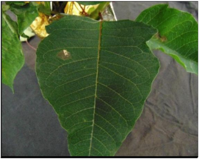 Figura 3: Hoja completamente expandida con desarrollo de una lesión de Botrytis