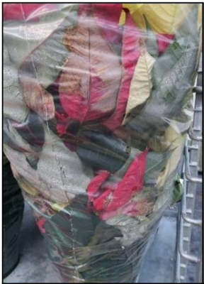 Figura 4: Poinsettia enfundada con bráctea esporulando, infectada durante el transporte. 