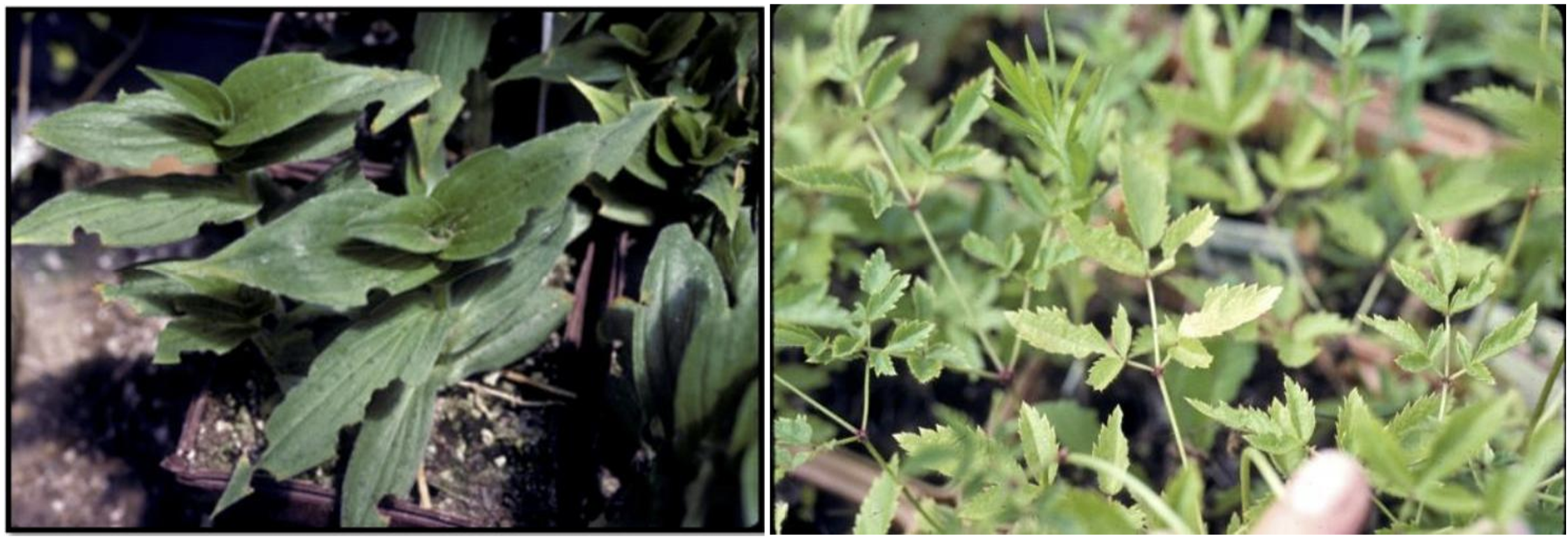 Figura 1: Muescas en el borde de las hojas causadas por el gorgojo negro de la vid adulto. Fotos por L. Pundt