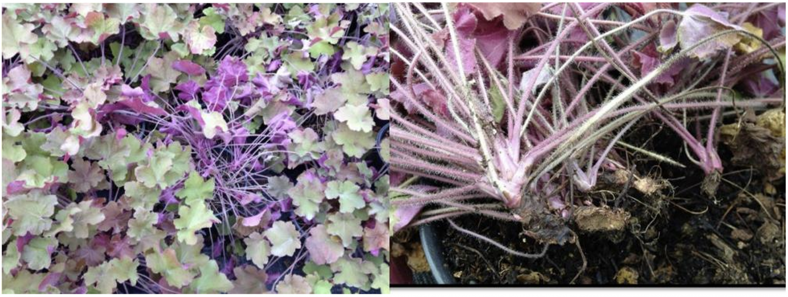 Figura 2: Larvas maduras alimentándose de la corona y raíces de Heuchera, causando marchitez y muerte de la planta. Fotos por L. Pundt