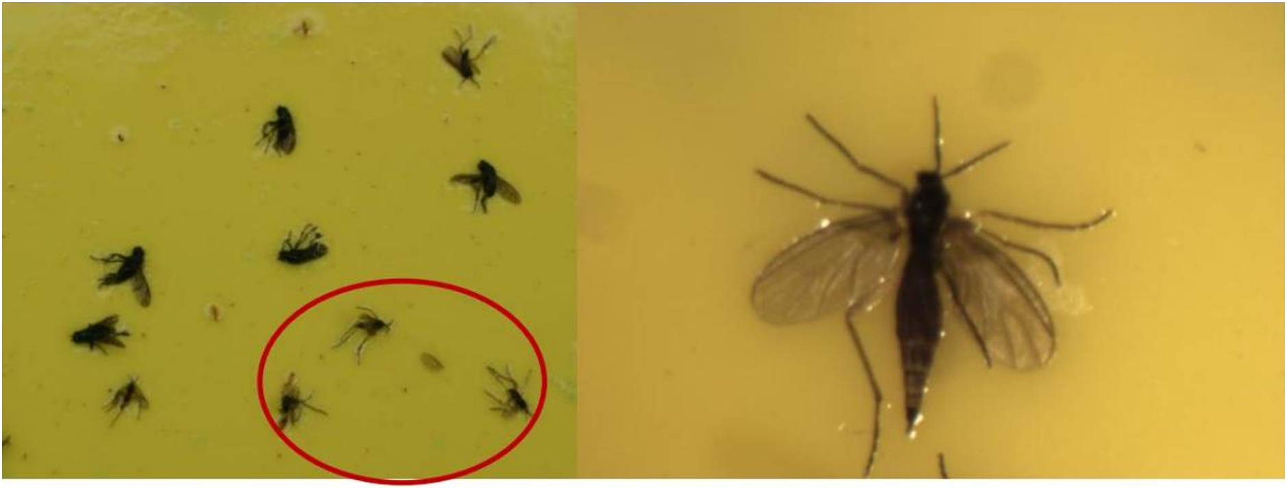 Figuras 3 y 4: Adultos de mosquitas de los hongos en tarjeta adhesiva. A la izquierda, los adultos están dentro del círculo. También hay moscas de la orilla en la tarjeta. Nota la vena en forma de Y en el ala en la foto de la derecha. Fotos por L. Pundt.