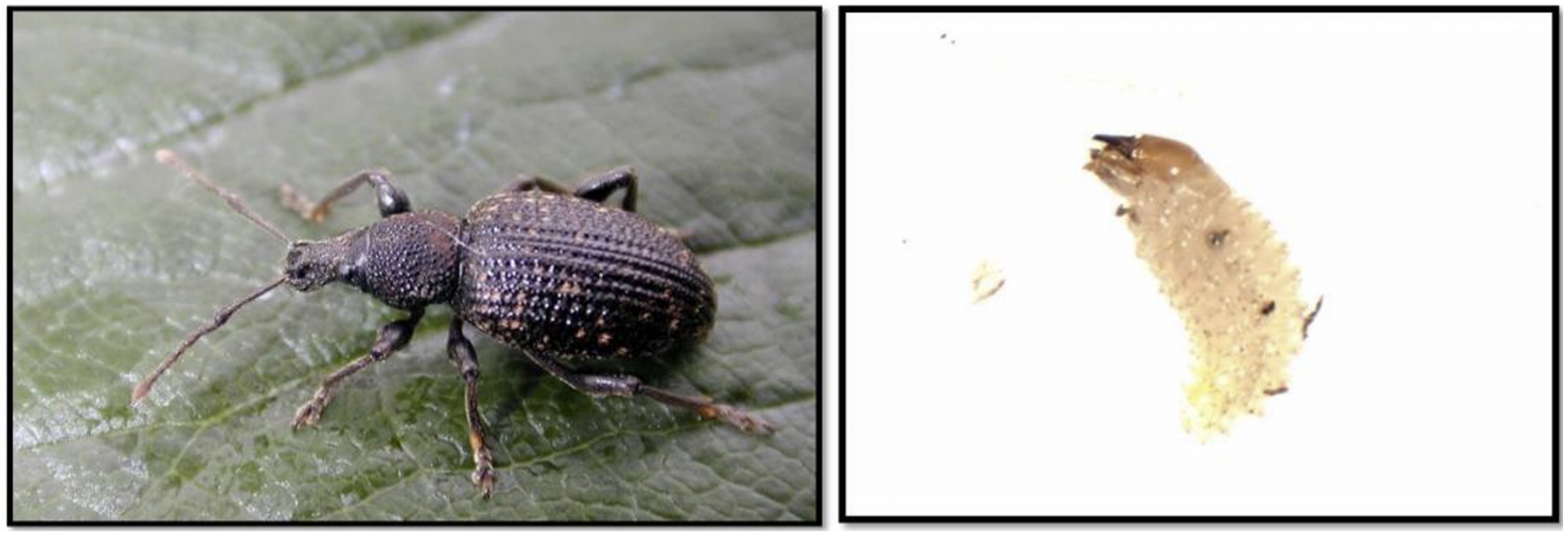 Figura 3: Adulto del gorgojo negro de la vid. Foto por R. Cowles (izquierda) y larvas del gorgojo negro de la vid. Foto por L. Pundt, (derecha).