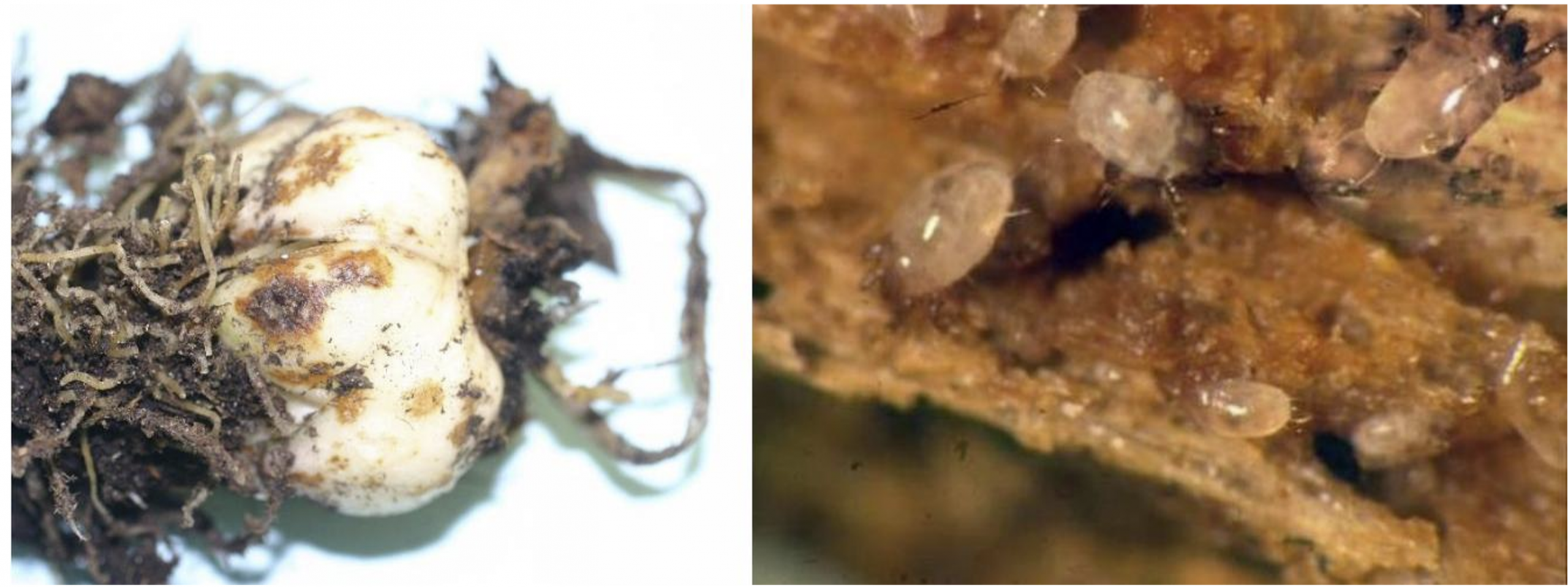 Figura 1: Daños causados por ácaros del bulbo (a la derecha) por L. Pundt y ácaros del bulbo en un tallo de lirio de Pascua infestado. Foto por J. R. Baker, Universidad Estatal de Carolina del Norte 
