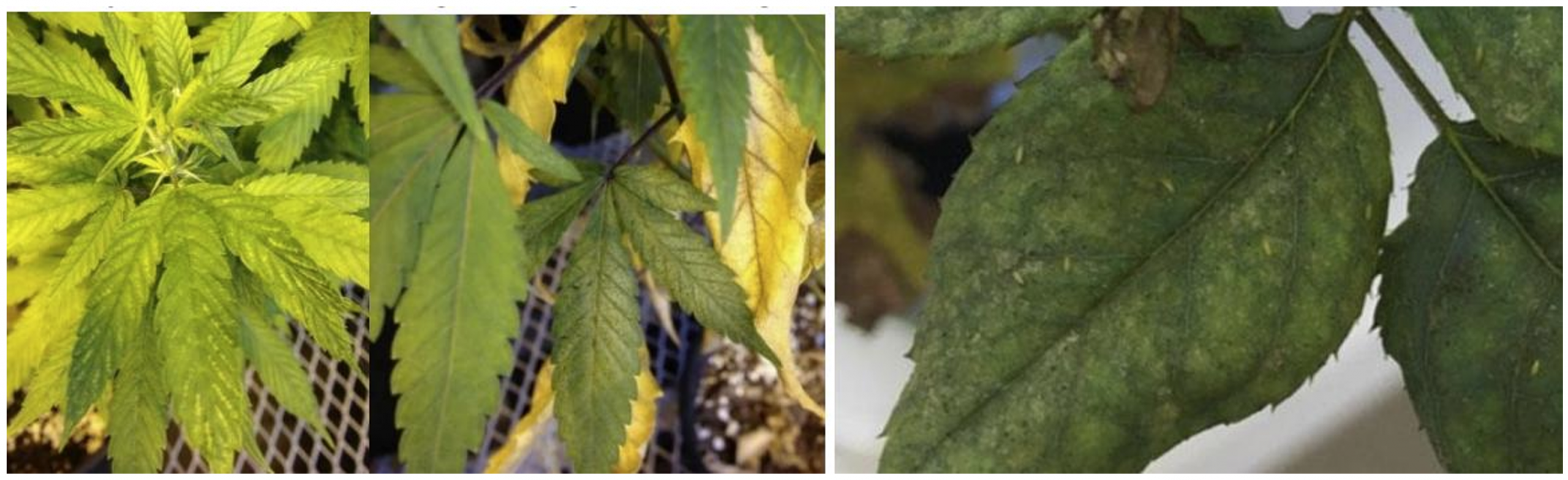 Figuras 3, 4 y 5: Plateado del follaje (izquierda) y Echinothrips a lo largo de la nervadura principal (centro). Fotos por L. Pundt. Daño por alimentación en rosa Knock Out. Foto por Babu Panthi, Universidad de Florida.