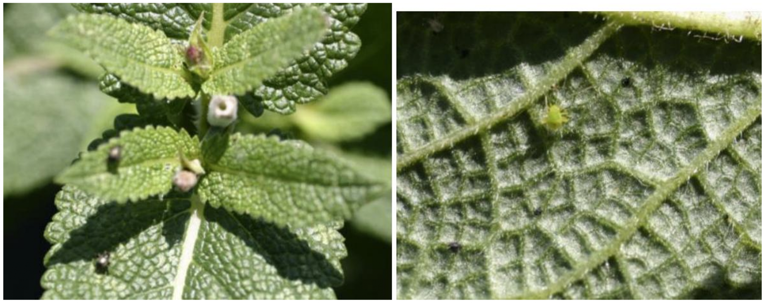 Figuras 1 y 2: Adultos de saltahojas de jardín (izquierda) y ninfa inmadura que se asemeja a un pequeño áfido (derecha). Fotos por L. Pundt.