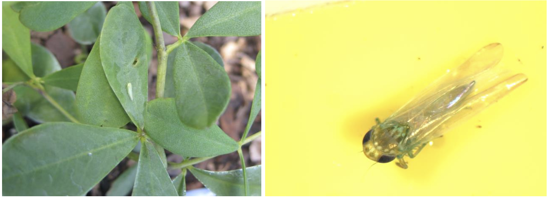 Figura 2: Adulto de chicharrita en forma de cuña sobre hoja de Baptisia (a la izquierda) y en tarjeta adhesiva amarilla (a la derecha). Fotos por L. Pundt.