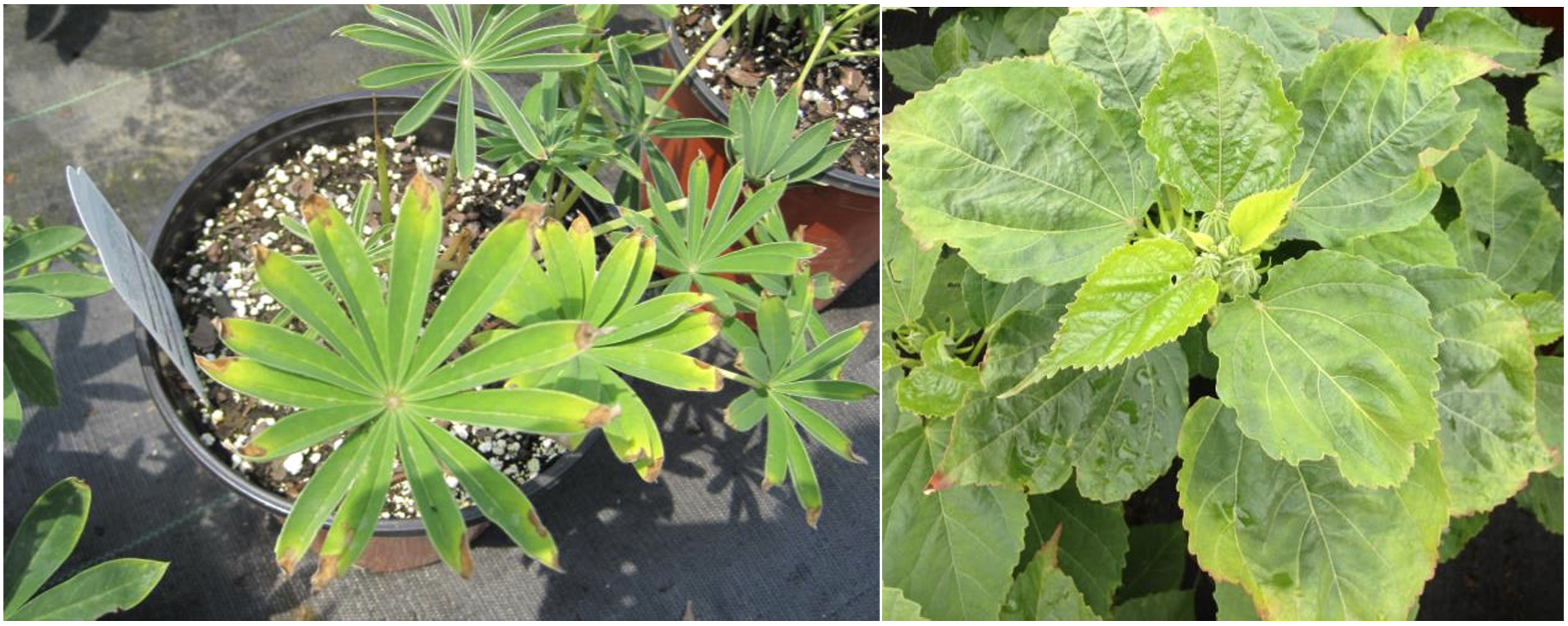 Figura 3: “Hopperburn” en Lupinus (a la izquierda) y Hibiscus (a la derecha). Fotos por L. Pundt.