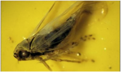 Figura 4: Adulto de chicharrita del aster en tarjeta adhesiva. Foto por L. Pundt.