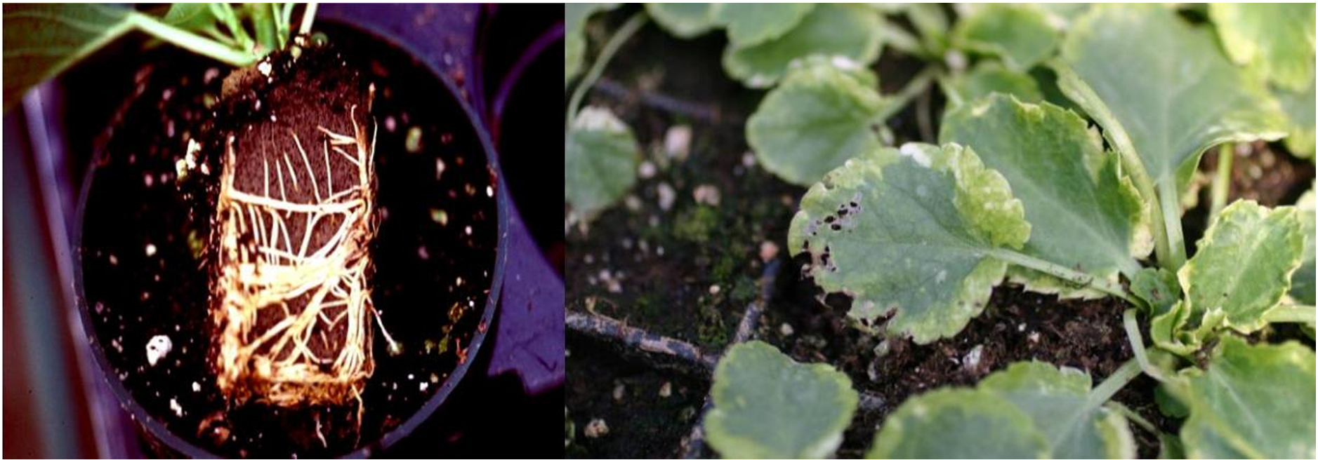 Figuras 5 y 6: Daño por alimentación de mosquitas en plántula de poinsettia con puntas de raíz romas (izquierda) y signos de alimentación de larvas en hojas (derecha). Fotos por L. Pundt.