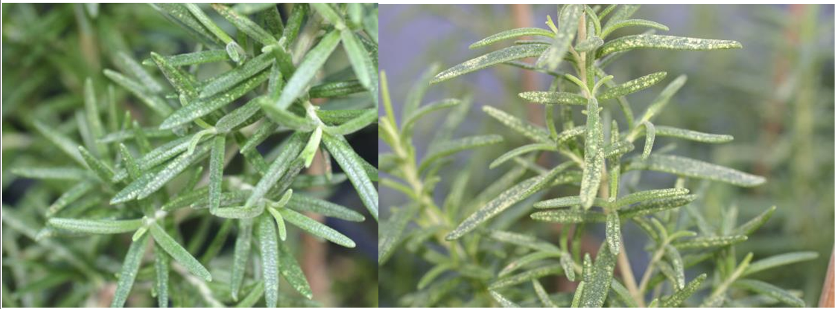 Figura 5: Daño por alimentación de la chicharrita de Liguria en romero. Fotos por L. Pundt.