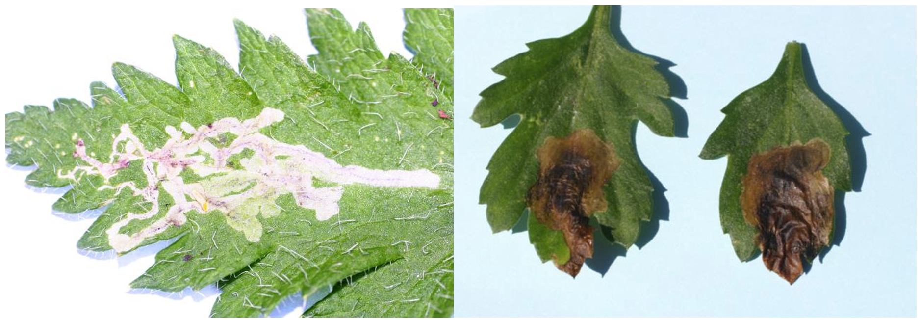 Figuras 1 y 2: Minas lineales sinuosas o serpenteantes en amapola oriental (Papaver) (a la izquierda) en comparación con minas tipo mancha en crisantemo de jardín (a la derecha). Fotos por L. Pundt.