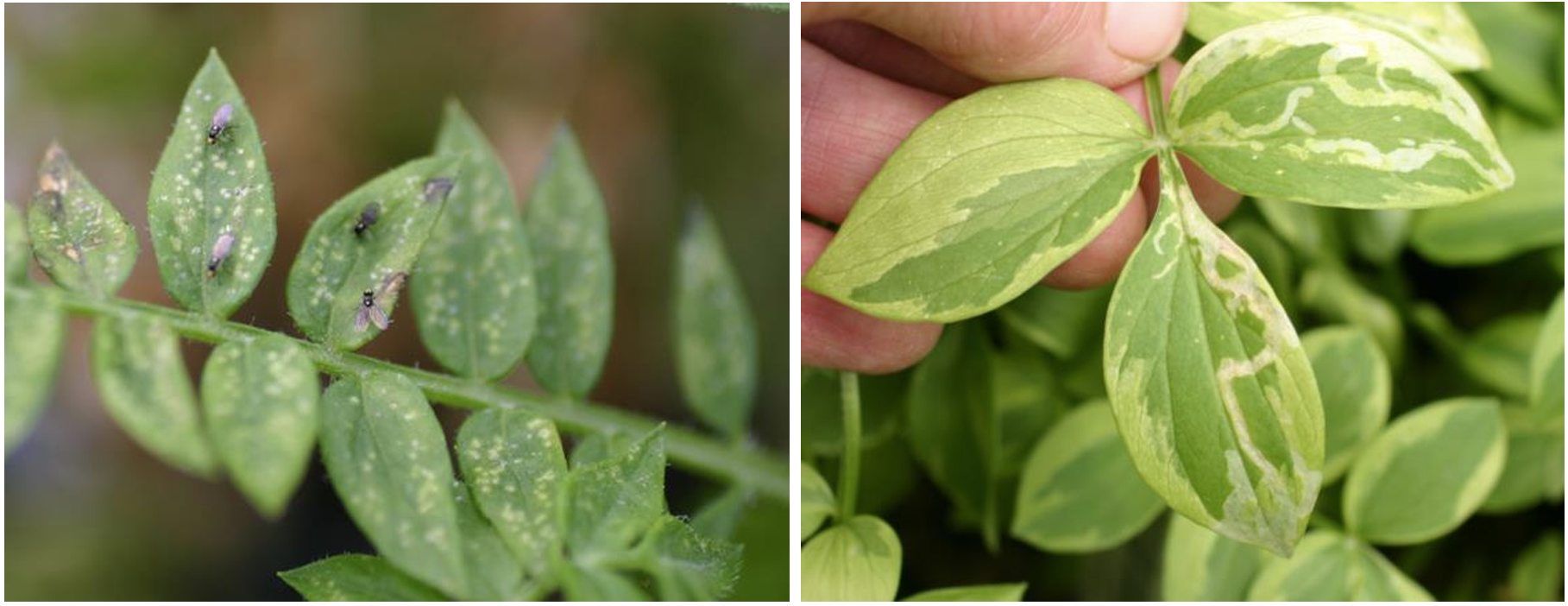 Figuras 3 y 4: Adultos de minador y perforaciones de puesta (a la izquierda) y mina serpenteante o sinuosa (a la derecha) en follaje de escalera de Jacob (Polemonium reptans). Fotos por L. Pundt.