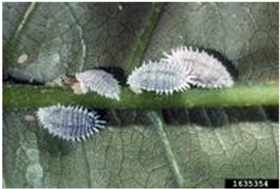 Figura 1: Cochinilla de los cítricos, crédito de las fotos: John A. Davidson, Univ. de Maryland, College Park, Bugwood.org