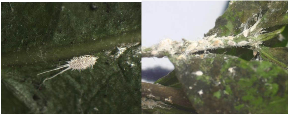 Figura 2: Cochinillas de cola larga y sus daños. Fotos por L. Pundt.