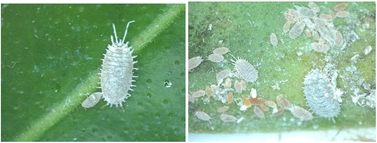 Figura 3: Cochinillas oscuras. Fotos por J. Allen, UConn.