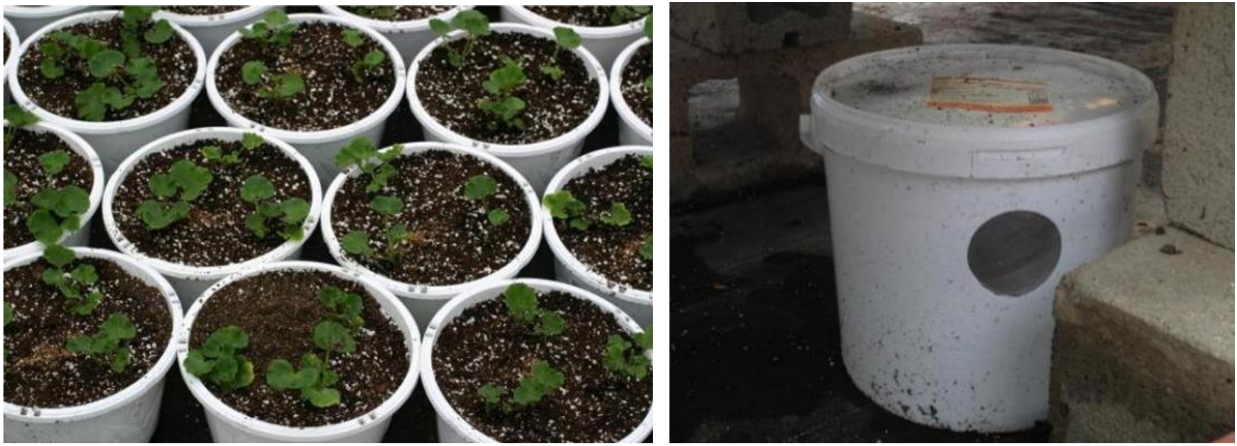 Figuras 9 y 10: Aplicación de escarabajos vagabundos en pilas sobre la superficie del sustrato (izquierda) y sistema de criadero en cubeta (derecha). Fotografías por L. Pundt.