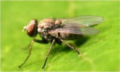Figura 11: Primer plano de mosca cazadora adulta sobre una hoja. Fotografía por L. Pundt.