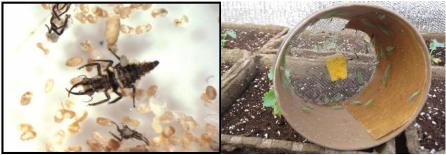 Figuras 3 y 4: Larvas y adultos de crisopa. Fotografías por L. Pundt