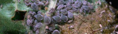 close up of insect colony