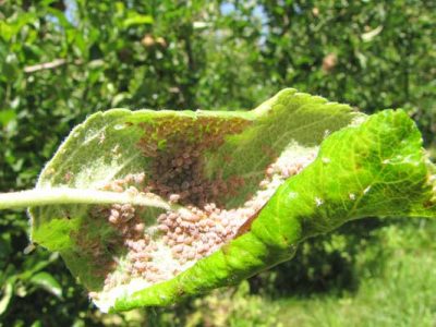 close up of a green leaf with light brown insects covering the underside