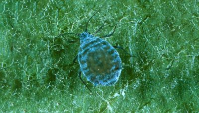 microscopic image of insect on leaf