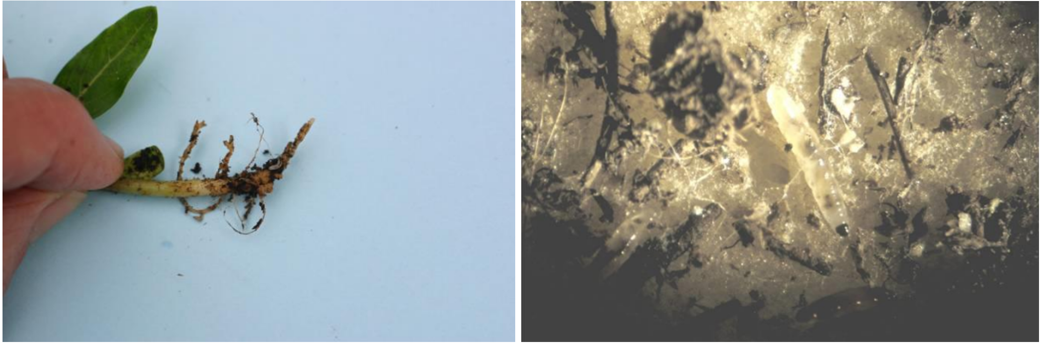 Figuras 1 y 2: Daño a raíces por alimentación de larvas de mosquita de los hongos en Catharanthus (Vinca anual) (izquierda) y primer plano de larvas sobre disco de papa que puede usarse para monitoreo (derecha). Fotografías de L. Pundt.