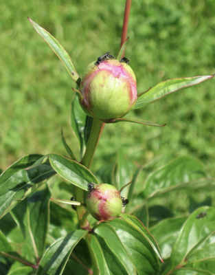 Close up of peony flower buds with black insects crawling on it