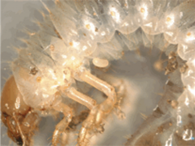 close up of translucent grub with tiny egg near its back leg