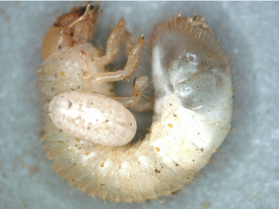 close up of grub with enlarged egg on its side