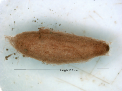 close up of brown cocoon
