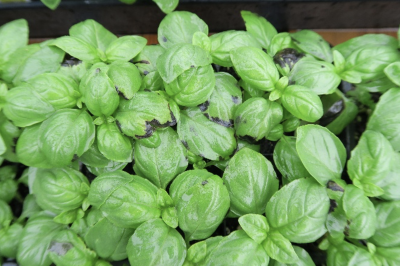 tray of small basil seedlings with black spots on the green leaves