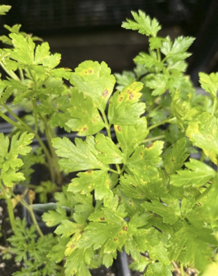 close up of green parsley leaves that are turning yellow with brown spots