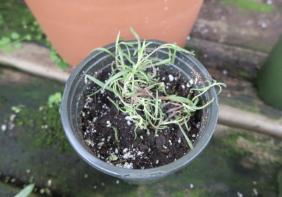 close up of potted rosemary with wilting and brown leaves