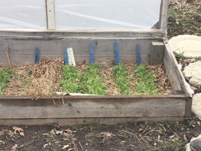 wooden raised bed with an open cold frame