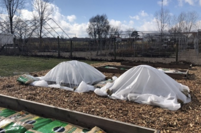 raised beds with row cover over them