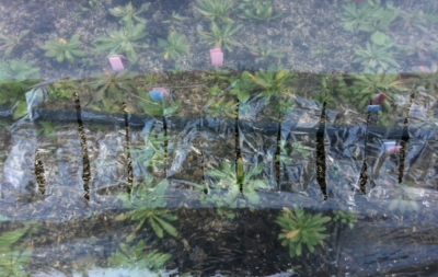 close up of clear plastic film over plants