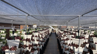 white hydroponic containers with plants growing in space covered by black shade cloth