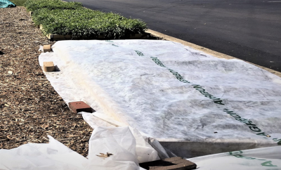 white row cover over wooden raised bed secured with bricks