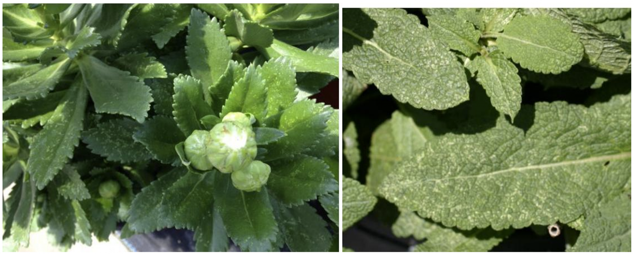 Figuras 3 y 4: Daño de alimentación de saltahojas de jardín en Montauk daisy (izquierda) y Salvia (derecha). Fotos por L. Pundt.