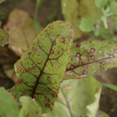 close up of baby beet leaves with bullseye spots