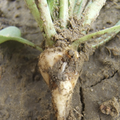 close up of root vegetable with maggot tunneling through it