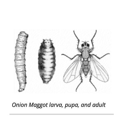 drawing of onion maggot larva, pupa and adult with wings