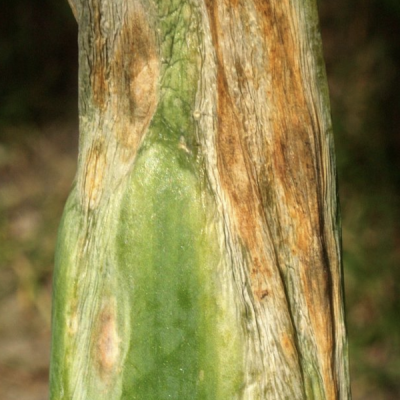close up of onion leaf with long brown lesions
