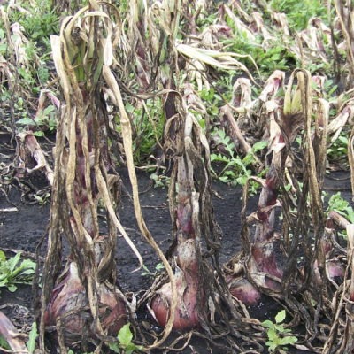 Mature onions in field with completely dead and wilted leaves