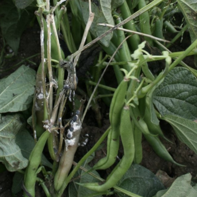 green beans on plant with gray discoloration and fuzzy white spots