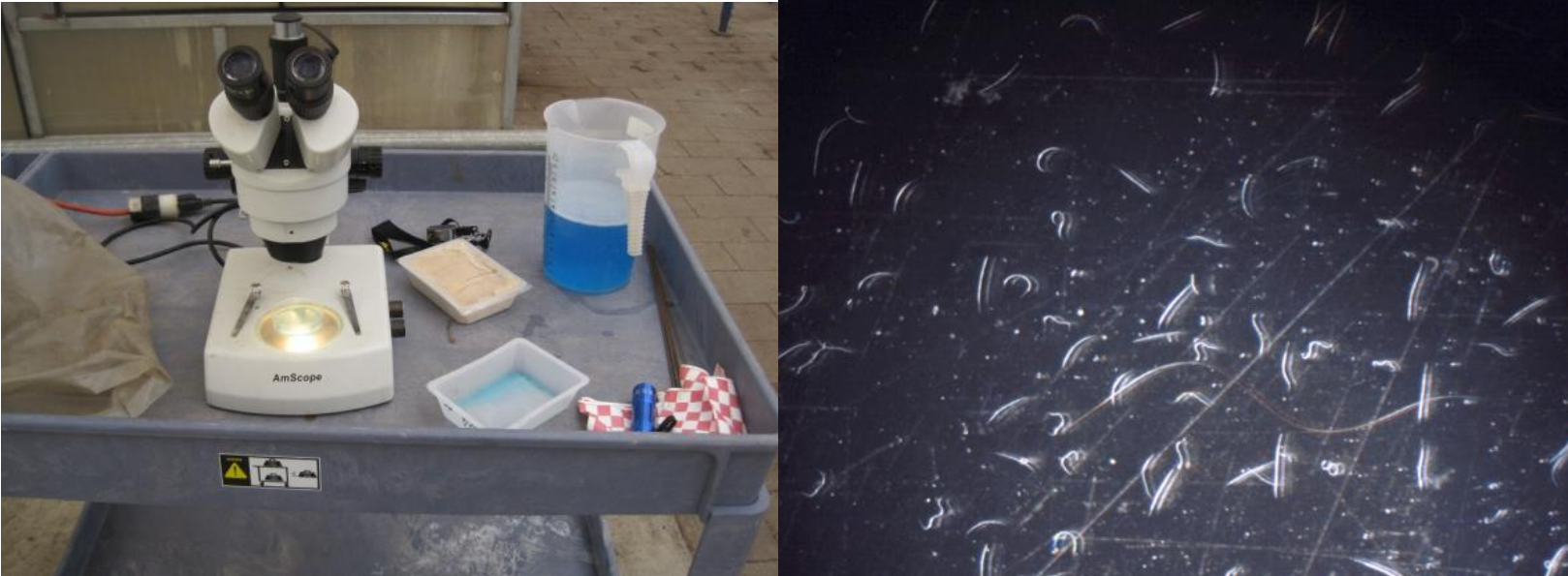 Figure 1: Checking viability of nematodes before and after application. Photos by L. Pundt