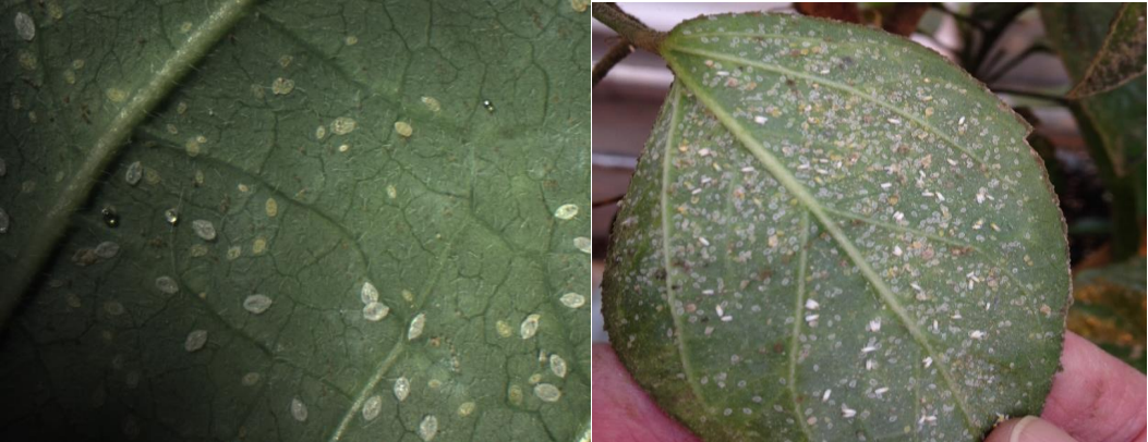 Figura 2 & 3: Moscas blancas del tabaco inmaduras (izquierda) e inmaduras y adultas(derecha). Fotos de L. Pundt