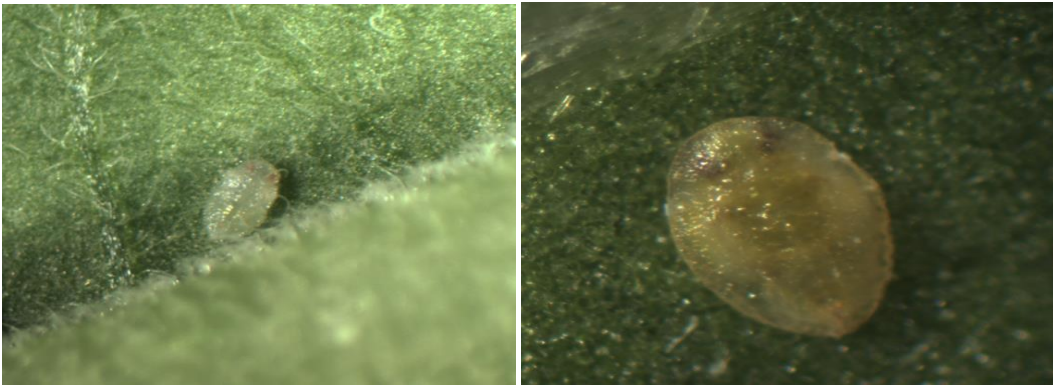 Figura 4 y 5: Pupas de la mosca blanca del invernadero (izquierda) y pupas de lamosca blanca del tabaco (derecha). Fotos de L. Pundt