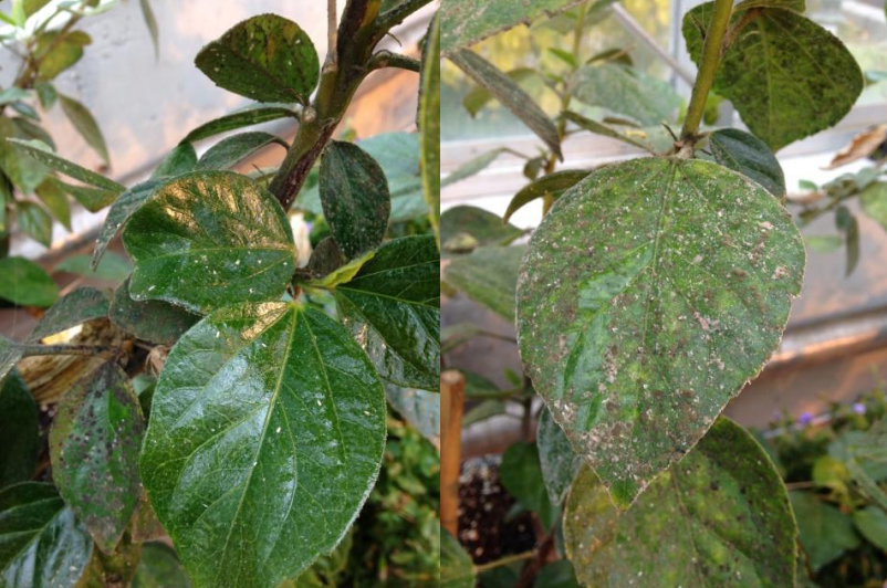 Figura 3: Melaza brillante (izquierda) y hongo de fumagina negra (derecha). Fotos de L.Pundt