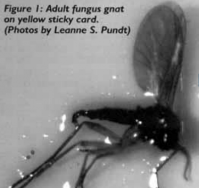 Figura 1: Mosquito del sustrato adulto en unatarjeta amarilla adhesiva. Fotos por Leanne S.Pundt